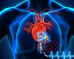 Билки и добавки при сърдечни заболявания